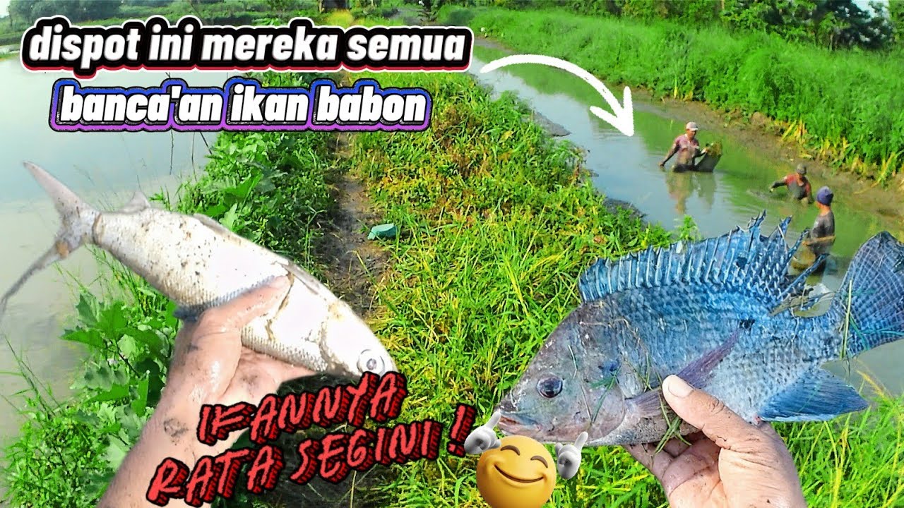 PESTA IKAN GRATIS! DETIK-DETIK WARGA BURI SERBU IKAN BESAR SISA PANEN 🌊🐟
