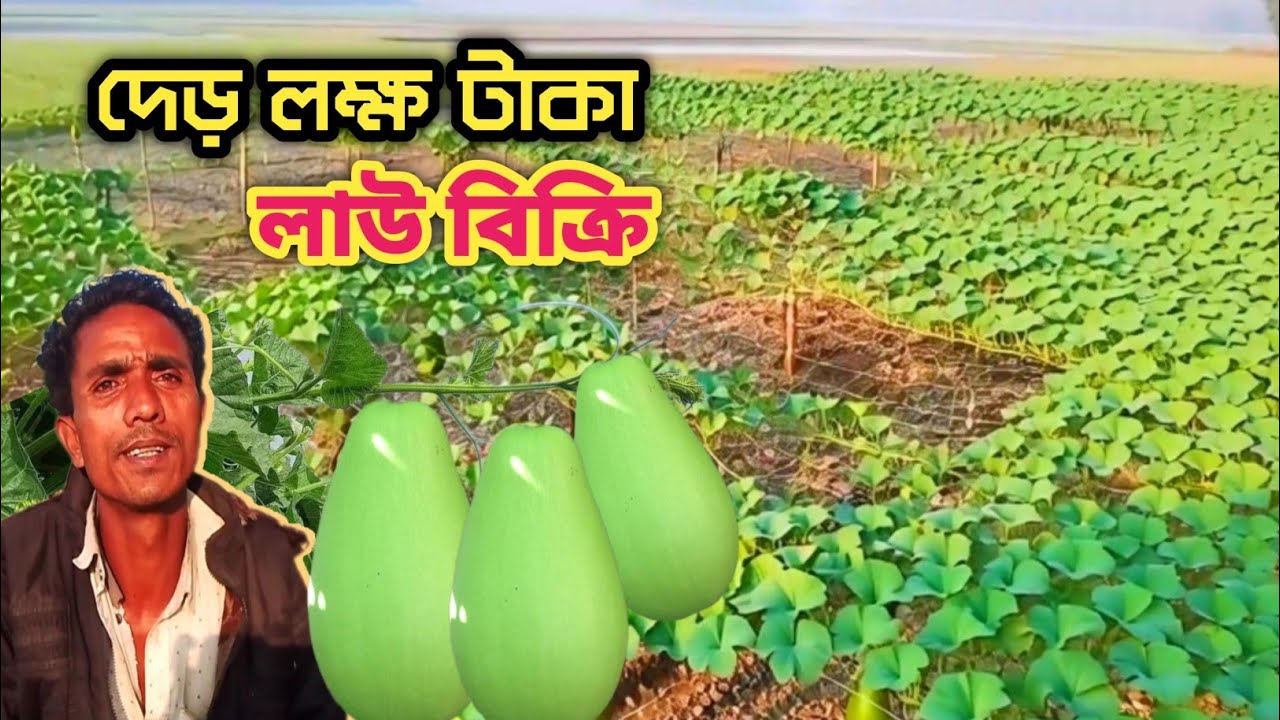 পরিশ্রমের পর কৃষক খুশী, দেড় লক্ষ টাকা বিক্রি করবেন লাউ আসা বাদী / লাউ চাষ / কৃষক 