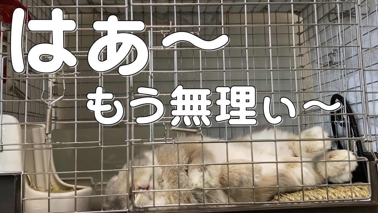 留守番を頑張ろうとするも睡魔に勝てないうさぎ【ホーランドロップ】