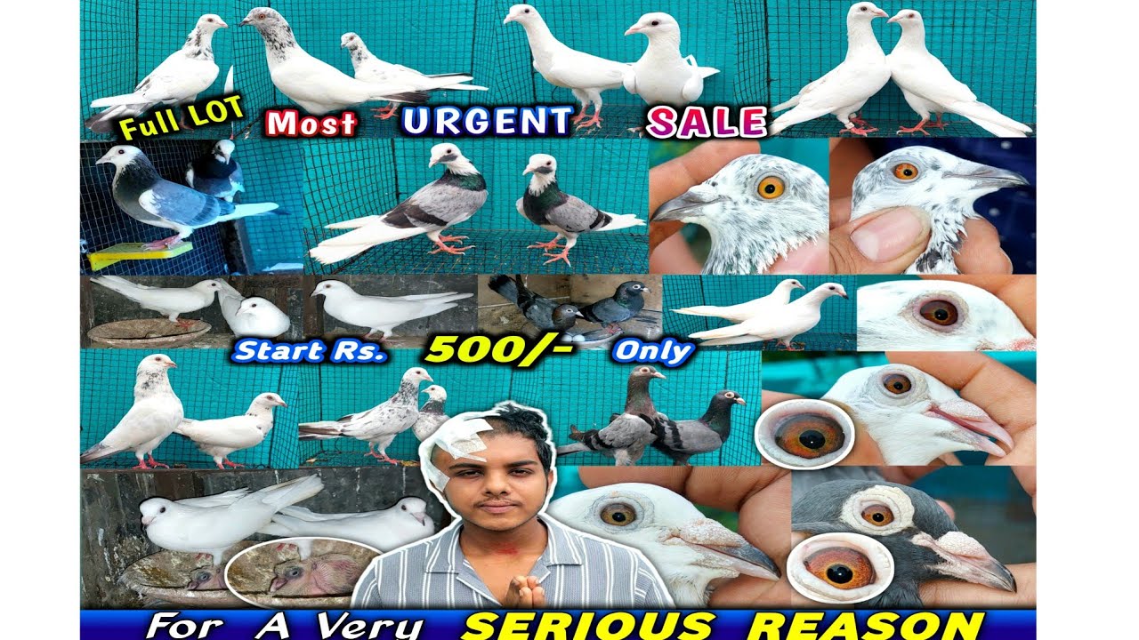 Full Lot Sale of Papai Roy | Abluk Dobaz Madrasi/GoldenEye/DeepEye Kala Dana  & Star Kalanka Andhra 