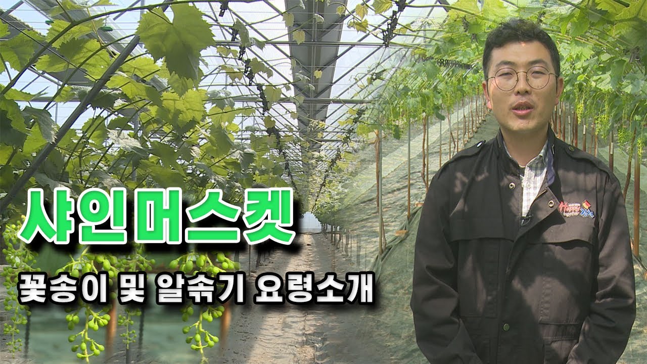 샤인머스켓 꽃송이 및 알솎기요령