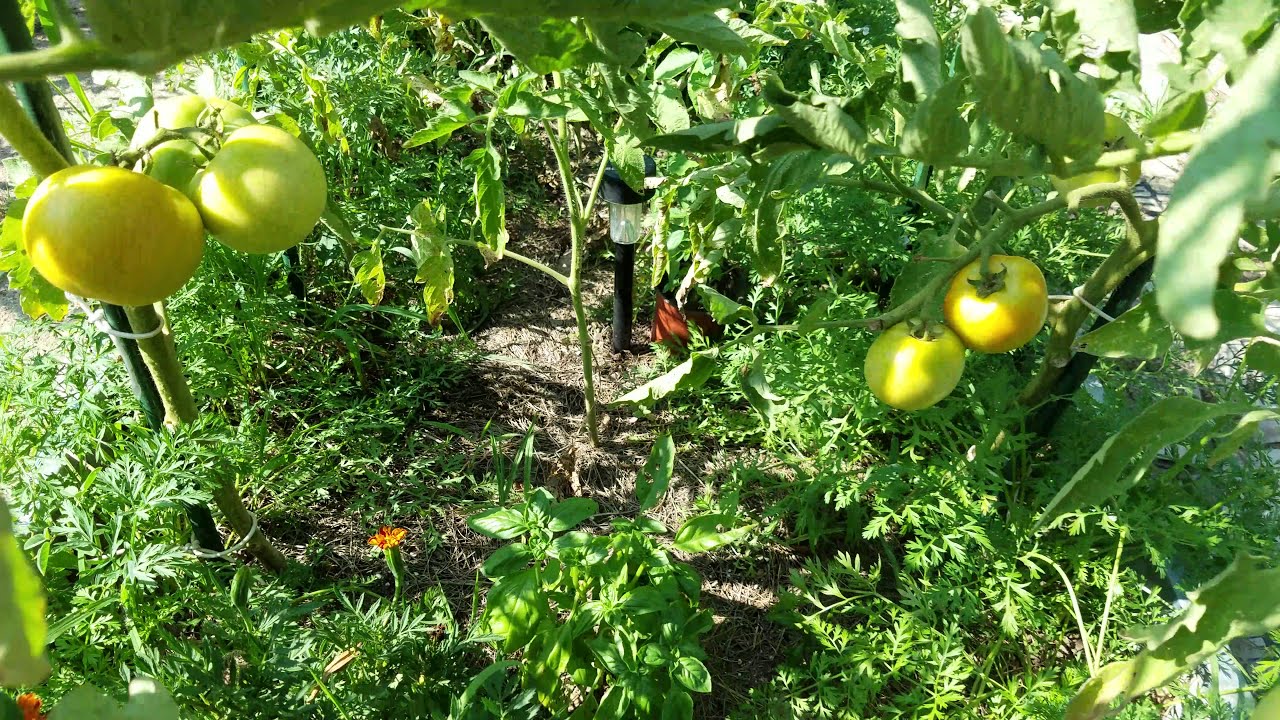 Summer 2018 garden tour.