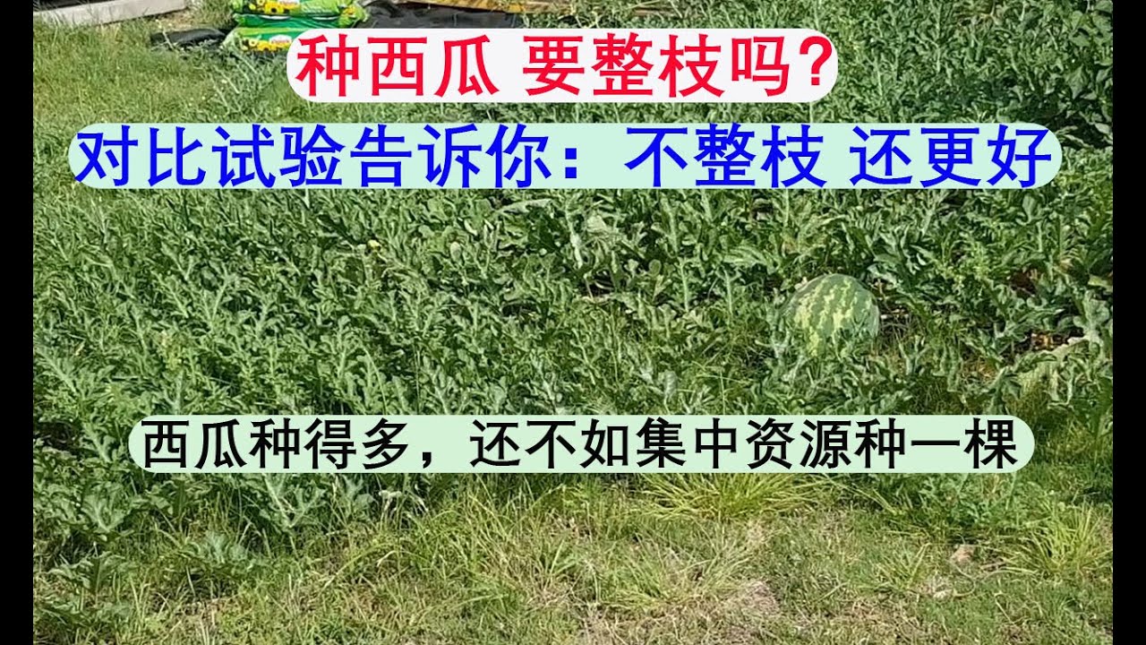 [Eng Sub] Better Not to Prune Your Watermelon Plant! 种西瓜 其实不整枝更好！西瓜种得多不如好好种一棵！(20230616)