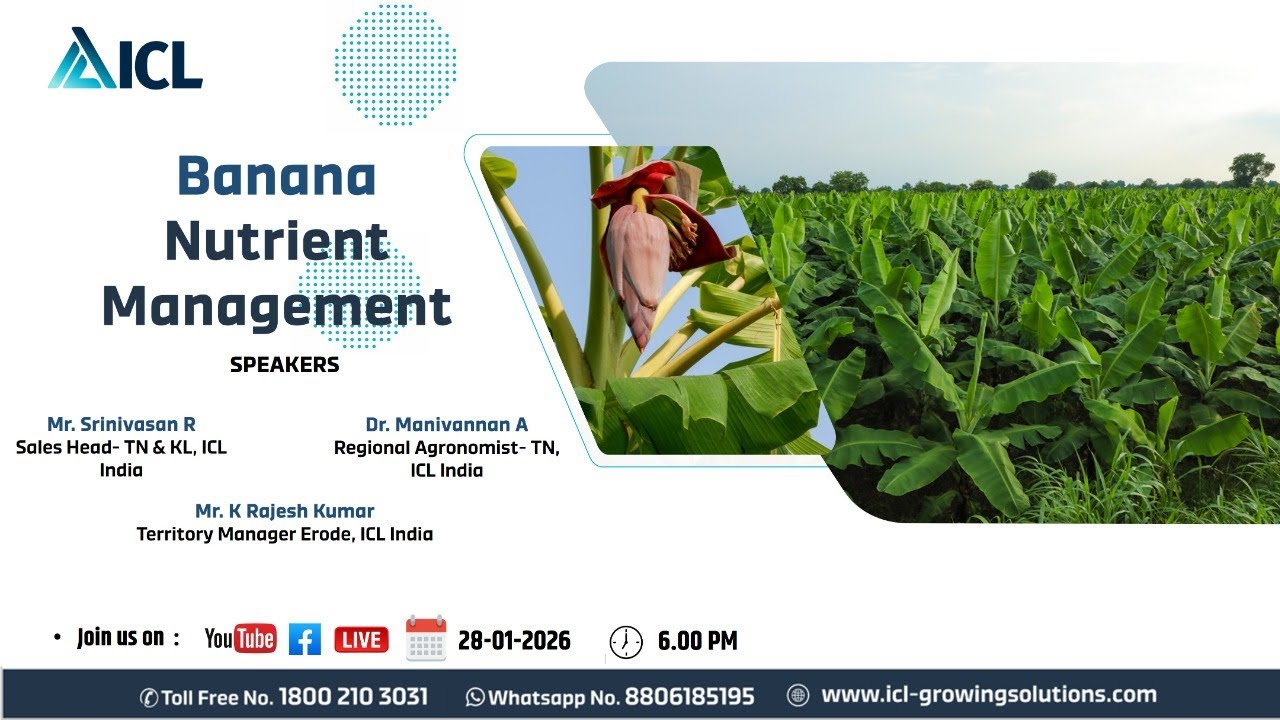 ICL Crop Discussion: Banana Nutrient Management