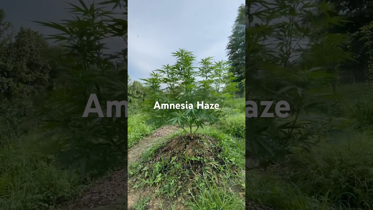 Amnesia Haze Outdoor Garden Grow July 30 2025 #Organic #OrganicOutdoorGrow #OutdoorGrow #Haze #RQS