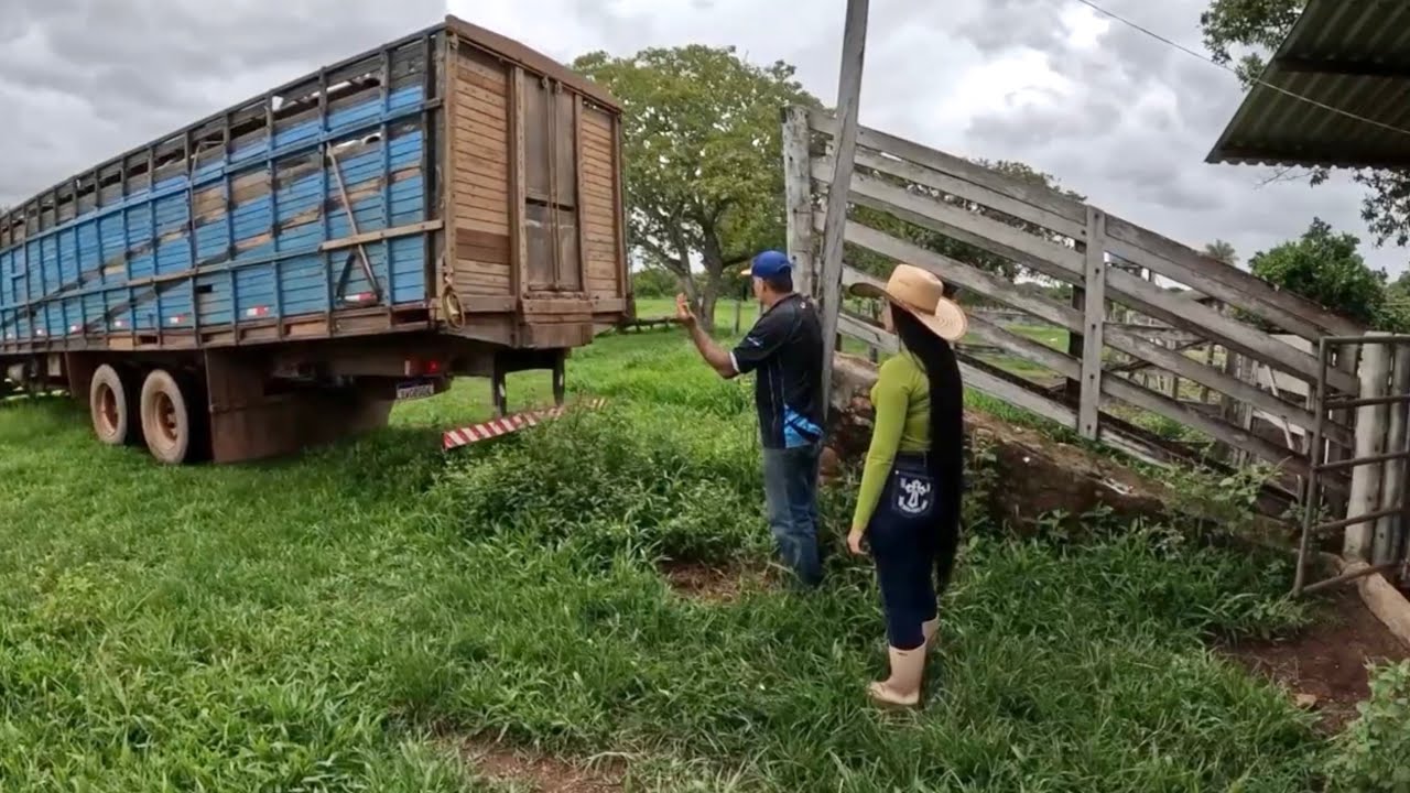 Desembarcando o gado 