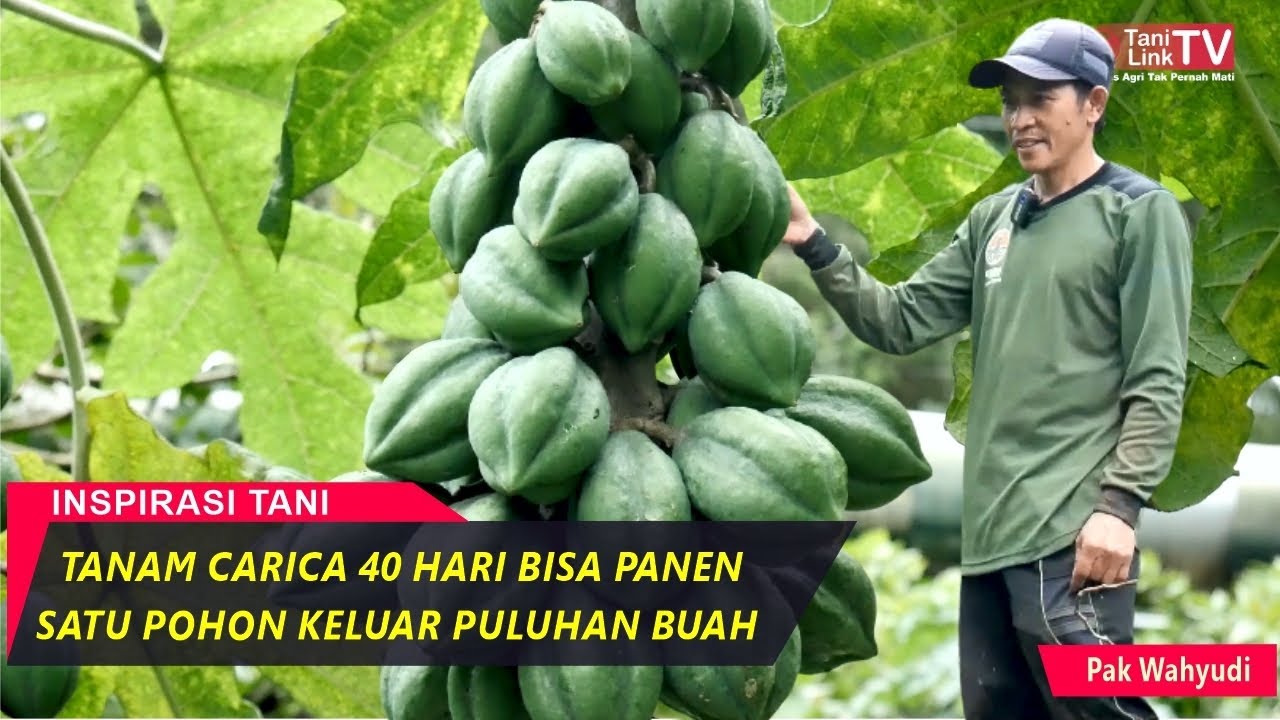 Ternyata Buah Ini Ditanam di Dataran Tinggi Jadi Carica, Ditanam di Dataran Rendah Jadi Pepaya