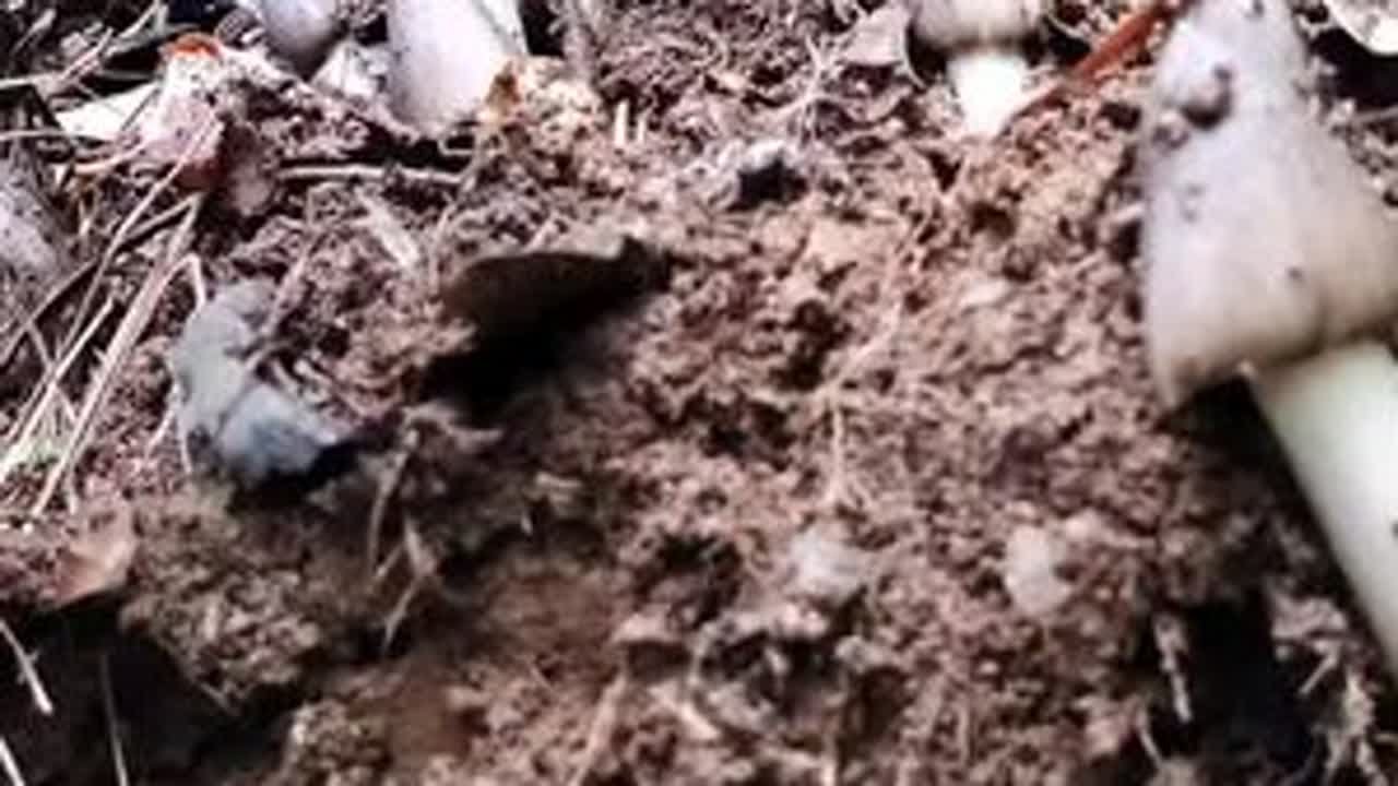 果然树林里要捡到极品鸡枞 还得是认识的窝子#鸡枞