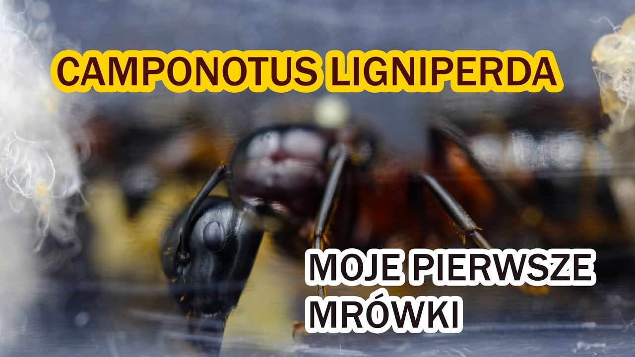 Mr&oacute;wki w domu - CAMPONOTUS LIGNIPERDA - moja pierwsza kolonia mr&oacute;wek