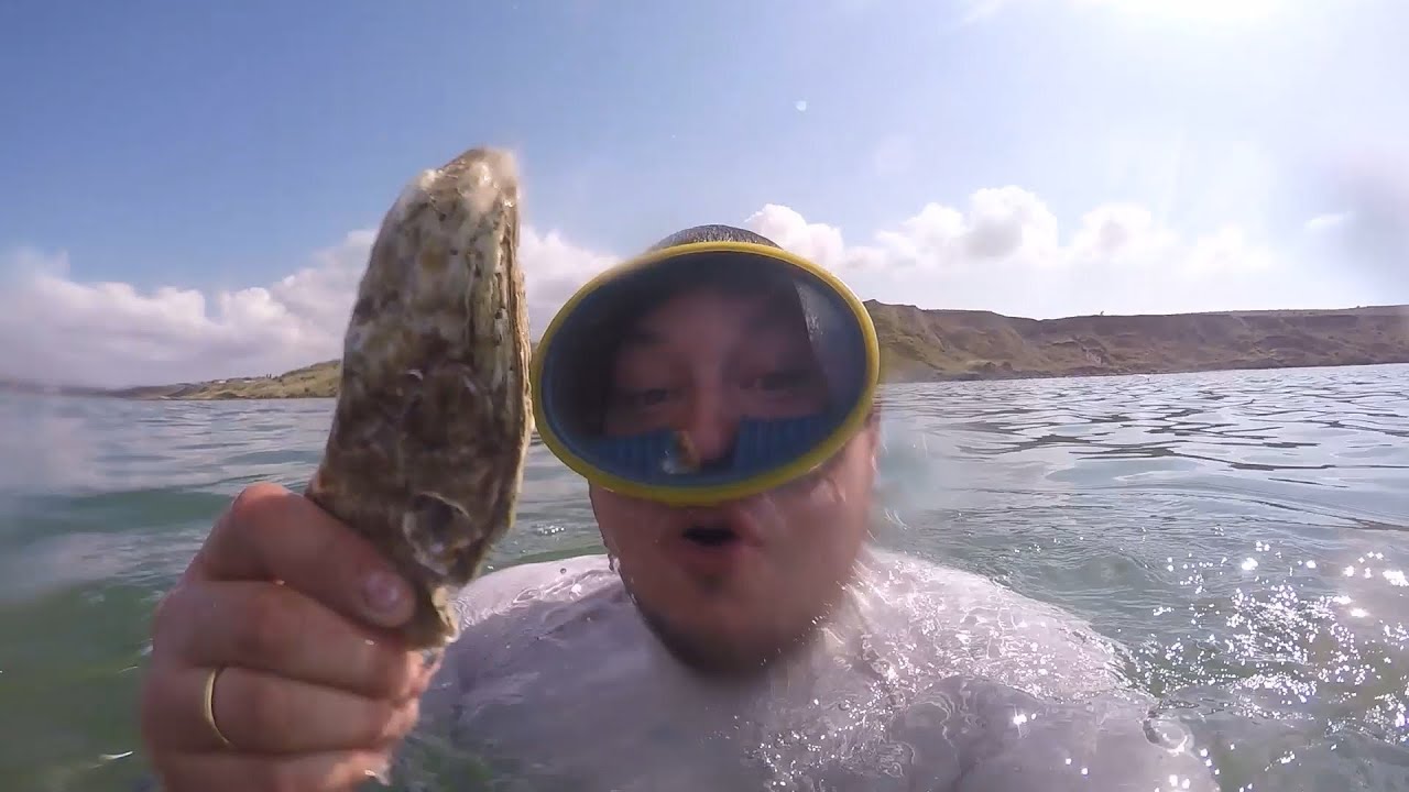 Ныряем за черноморскими устрицами с владельцем устричной фермы - выгодно ли вести этот бизнес?