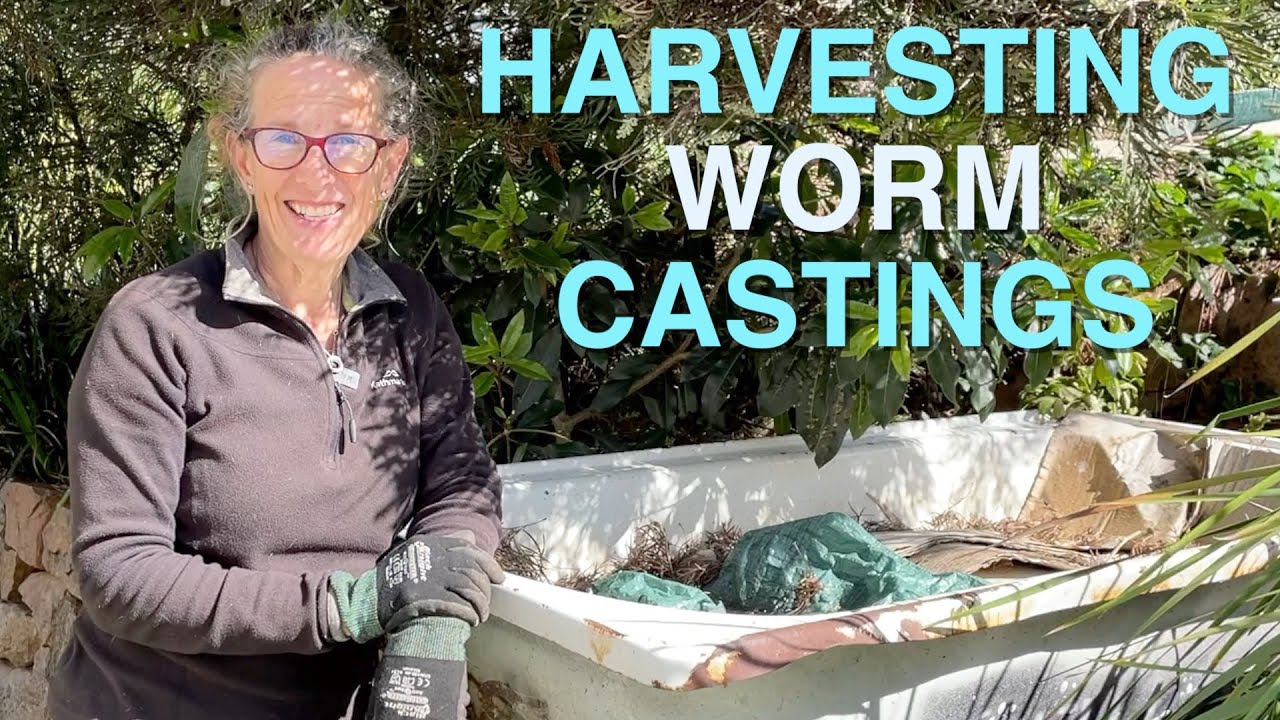 Harvesting Organic Fertilizer from Worms on Permaculture Farm ( Worm Castings )