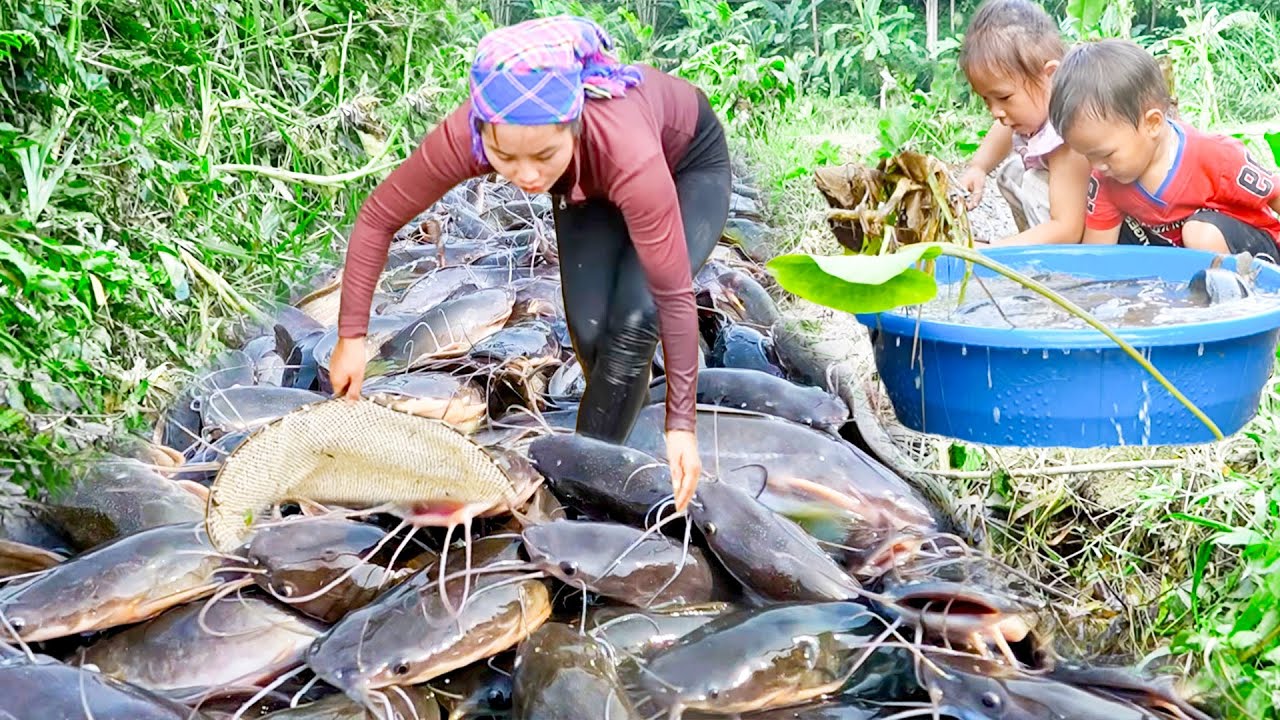 How to Harvest Giant Carp and Catfish in the River by Hand Net to Sell at Market with Single Mom