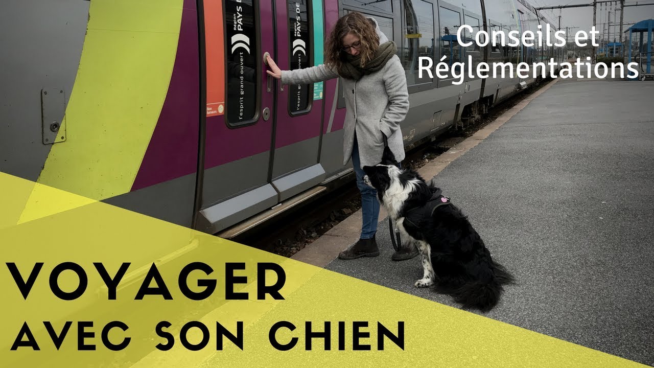 Voyager avec son chien (voiture, train, avion) : nos conseils !