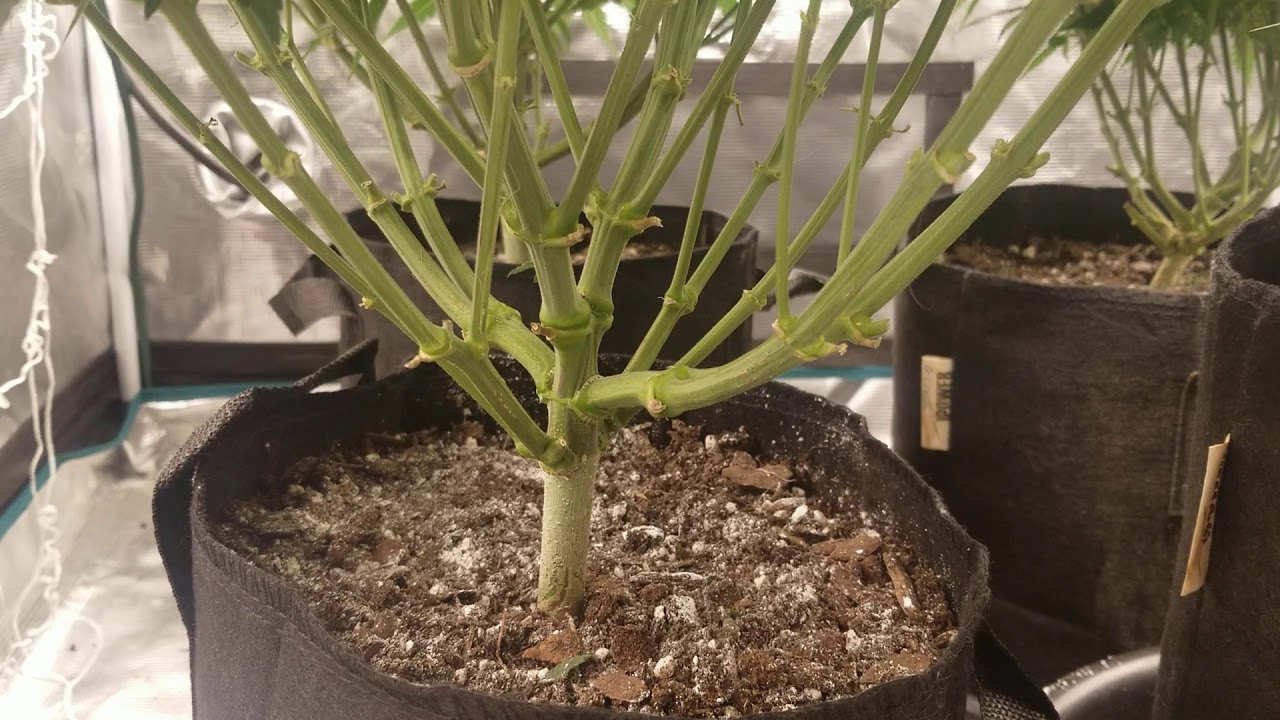 Cannabis grown in Happy Frog soil.