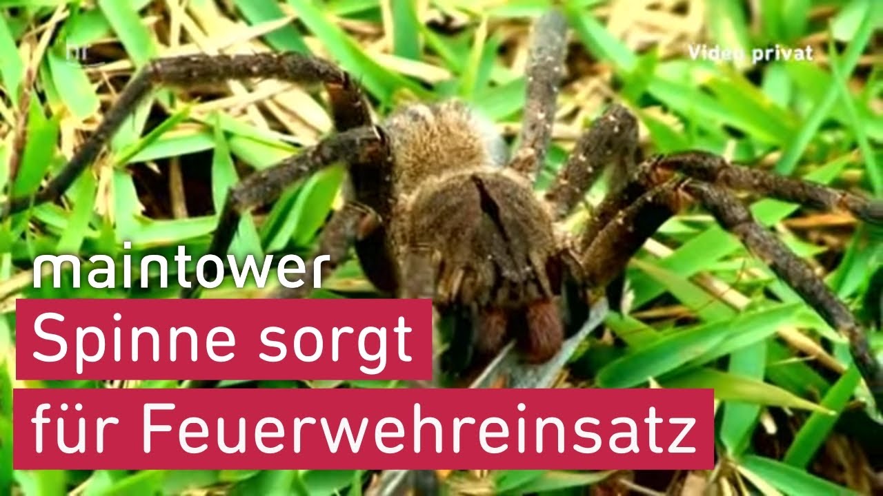 Spinne sorgt f&uuml;r Feuerwehr-Einsatz | maintower