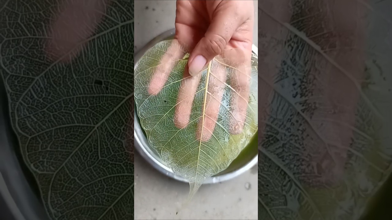 How To Make Skeleton Leaves/Peepal leaf Skelton #skeletonleaves #leafart #peepalleaf