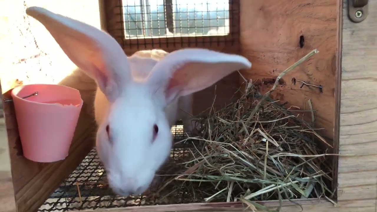 モフモフウサギ