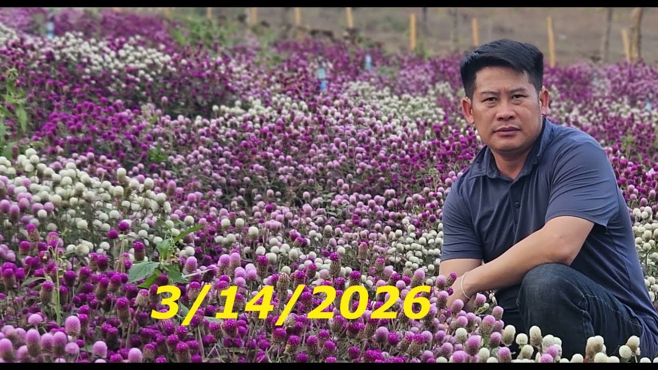 tim kuv niam kuv thiaj tau lub neej lwj siab/3/14/2026
