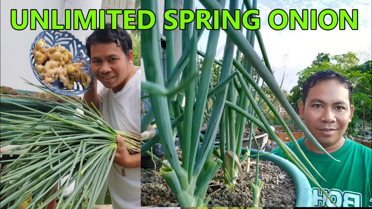 Grow Endless Spring Onions at Home with Aquaponics | Easy DIY Guide