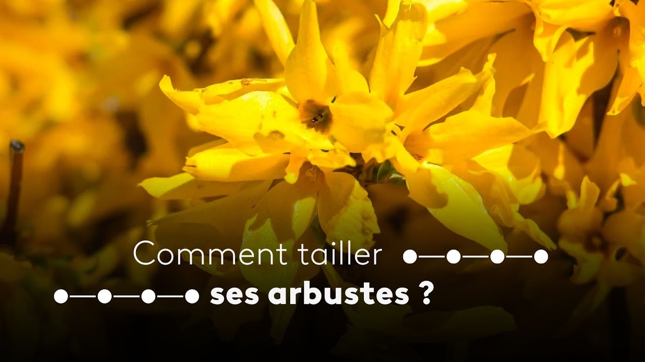 Jardinage - Comment tailler ses arbustes ?