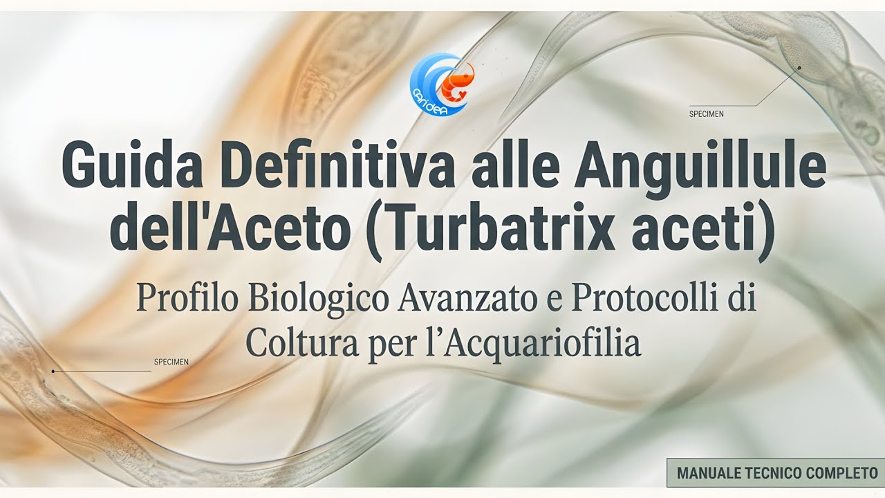 GUIDA DEFINITIVA ALLE ANGUILLULE DELL'ACETO (VINEGAR EELS - TURBATRIX ACETI): BIOLOGIA E COLTURA.