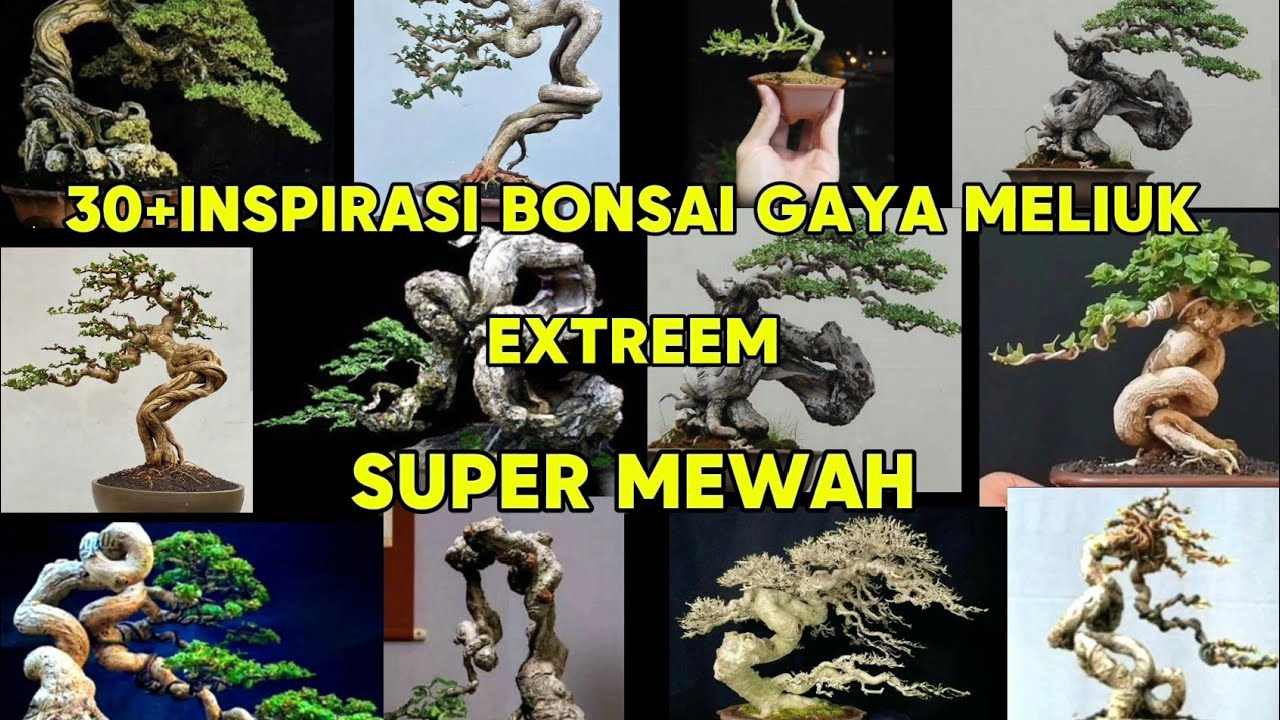 30+ Inspirasi Bonsai Gaya Meliuk Extreem Super Mewah
