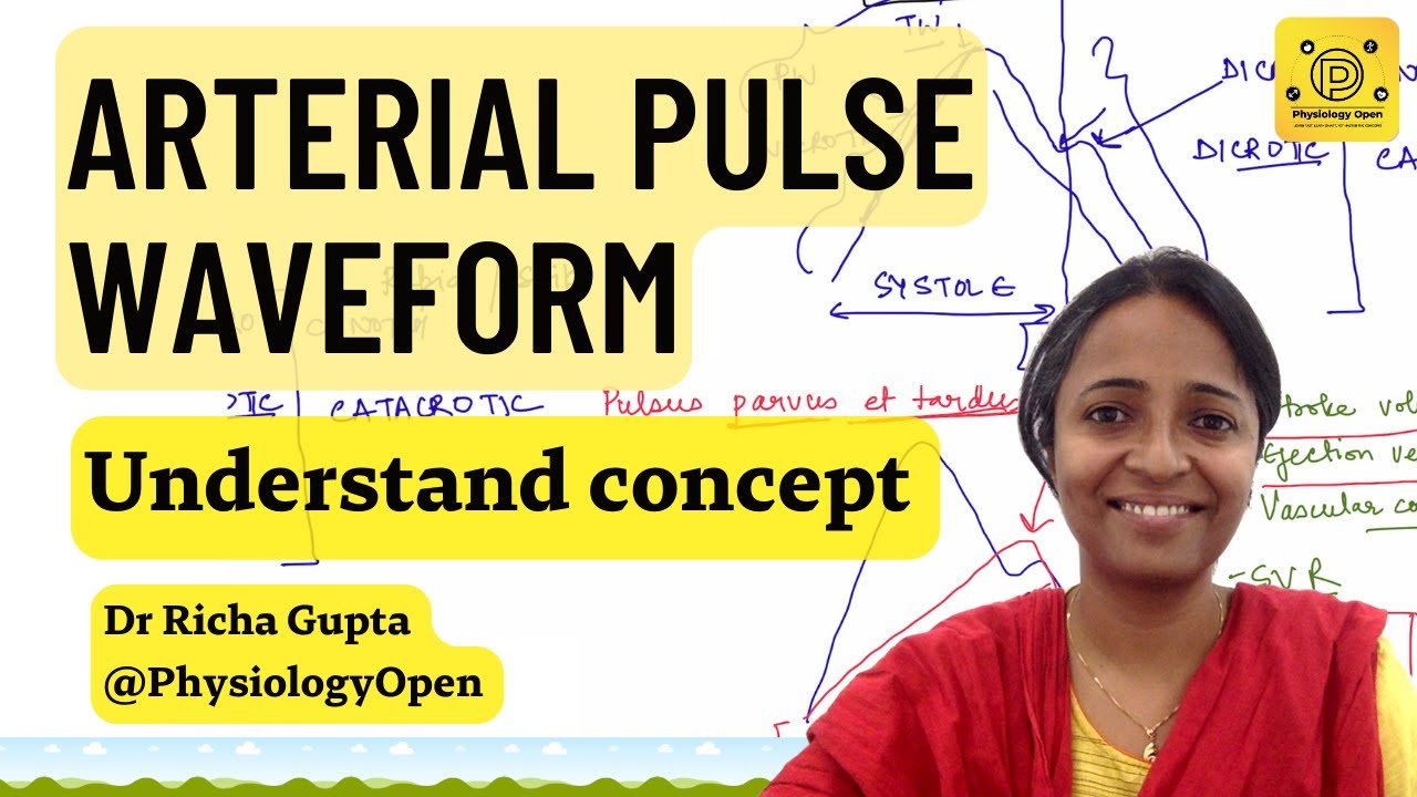 Normal Arterial pulse physiology waveform, pulse tracing, applied | CVS physiology mbbs |  practical