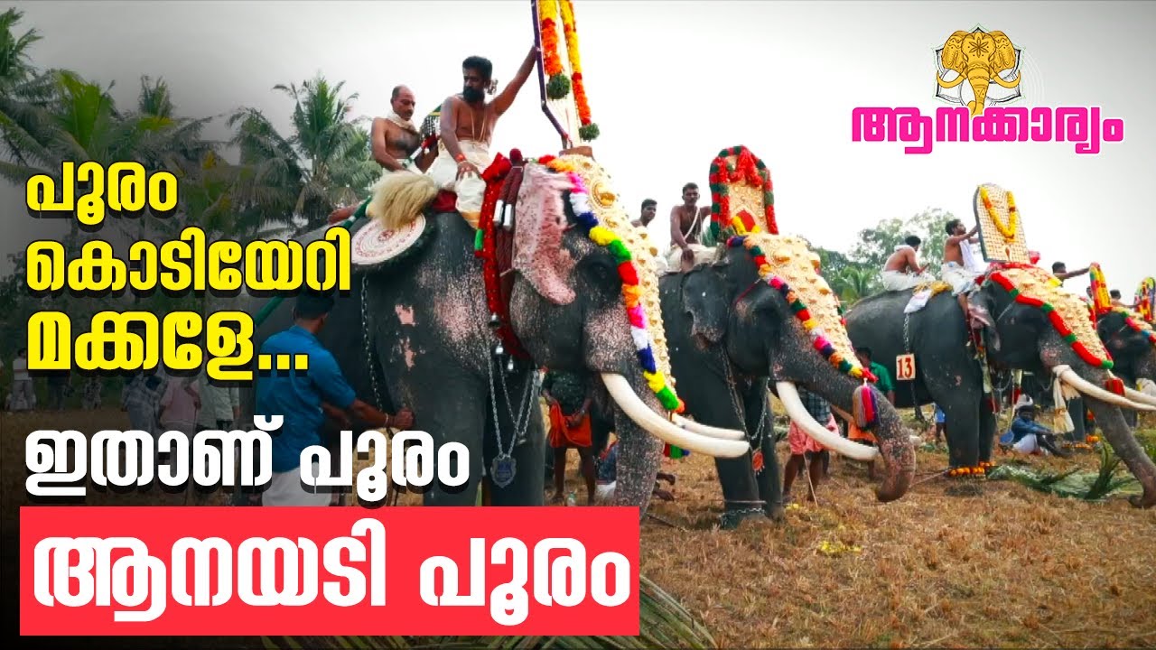 EP 54 | പൂരം കൊടിയേറി മക്കളേ...ഇതാണ് പൂരം ആനയടി പൂരം | Anayadi pooram 2023 | Aanakkaryam