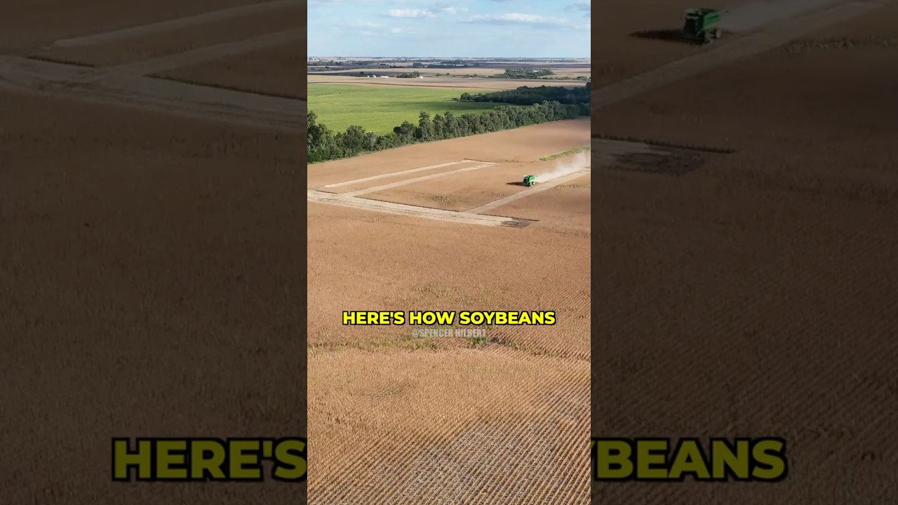 Growing 30 acres of soybeans start to finish