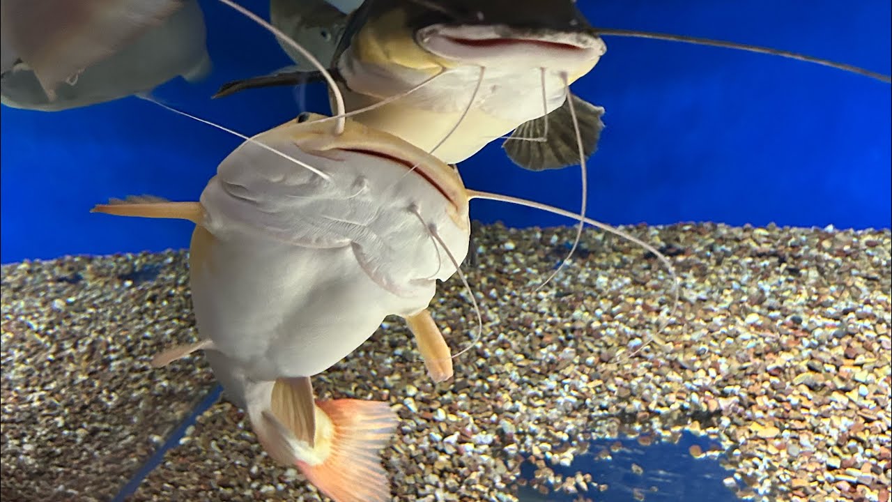 Massive fish feeding in a huge fish tank 3’black arowana,albino arowanas, two huge catfish