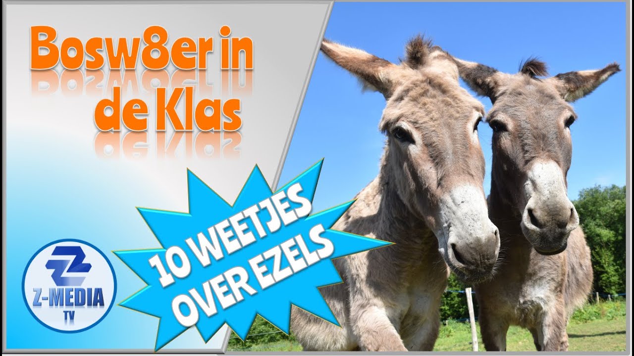 Bosw8er in de Klas: 10 Weetjes over Ezels! (afl. 37) 4k