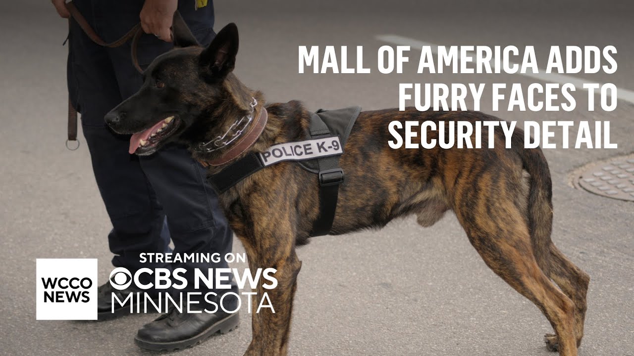 Mall of America employs new gun-sniffing K-9 unit