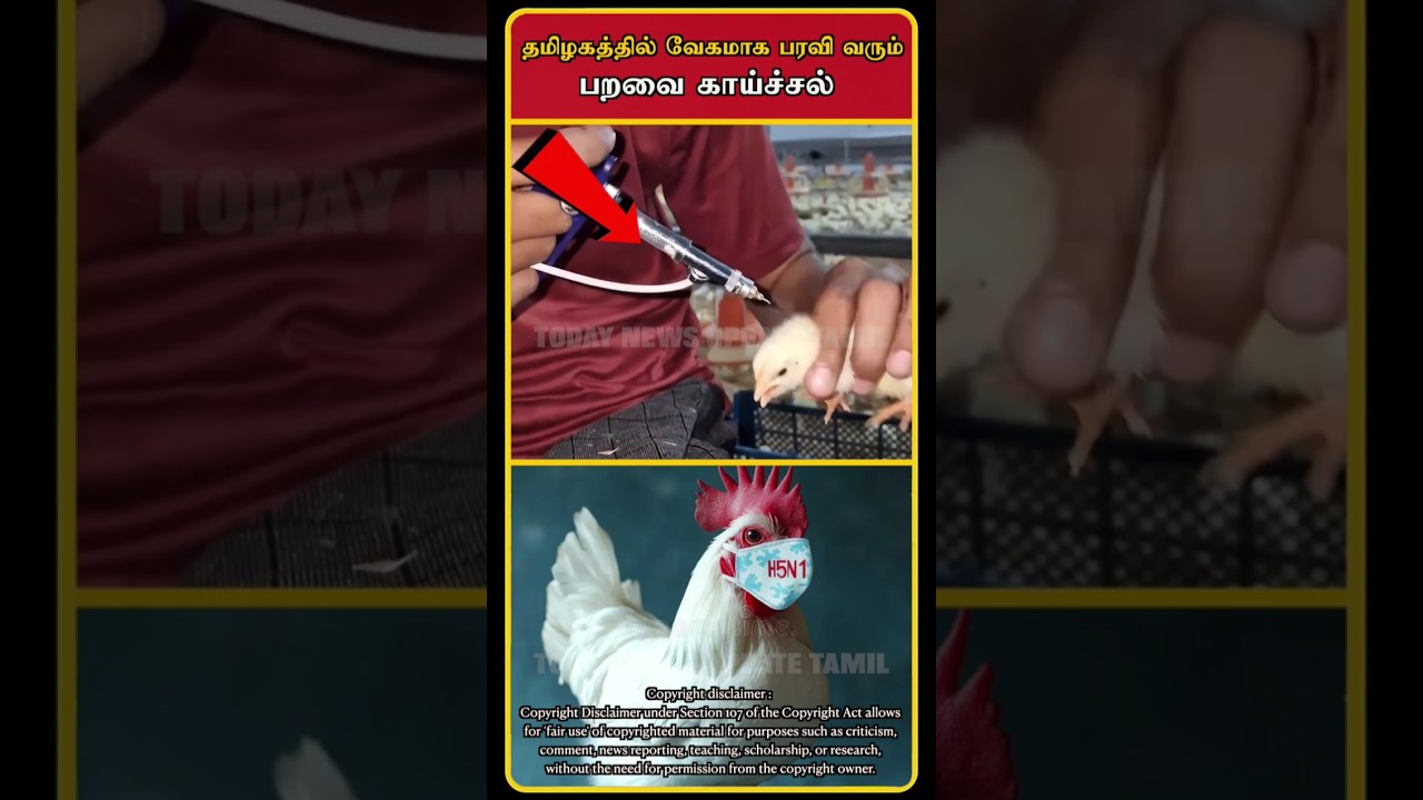 Bird Flu in Tamilnadu | Bird Flu Spreads in Tamilnadu | Bird Flu Symptoms | Bird Flu | #shorts