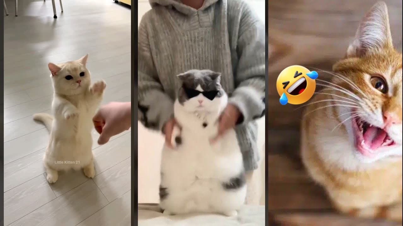 Cat Lover 🐈‍⬛ Funny Cat Videos 🐱 #FunnyCats Ep 5468