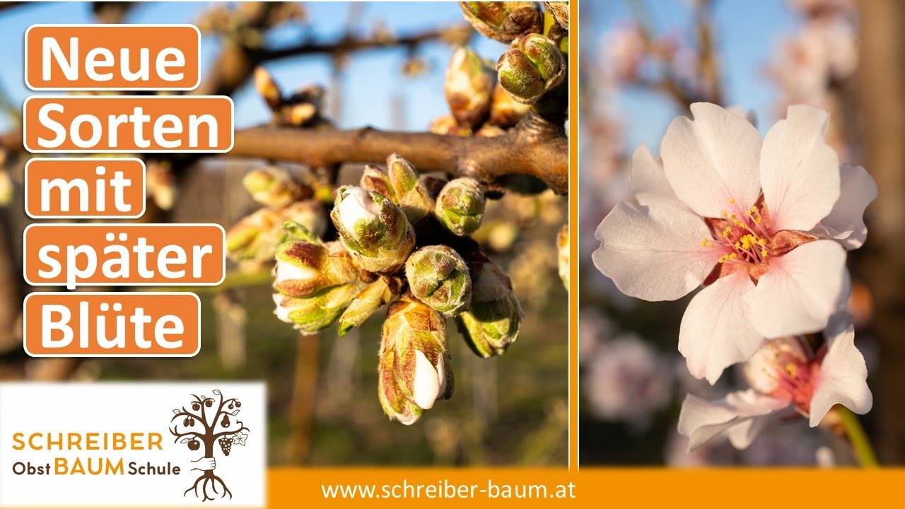 13 interessante Mandelsorten - eine spannende Frucht! Blüte im Vergleich