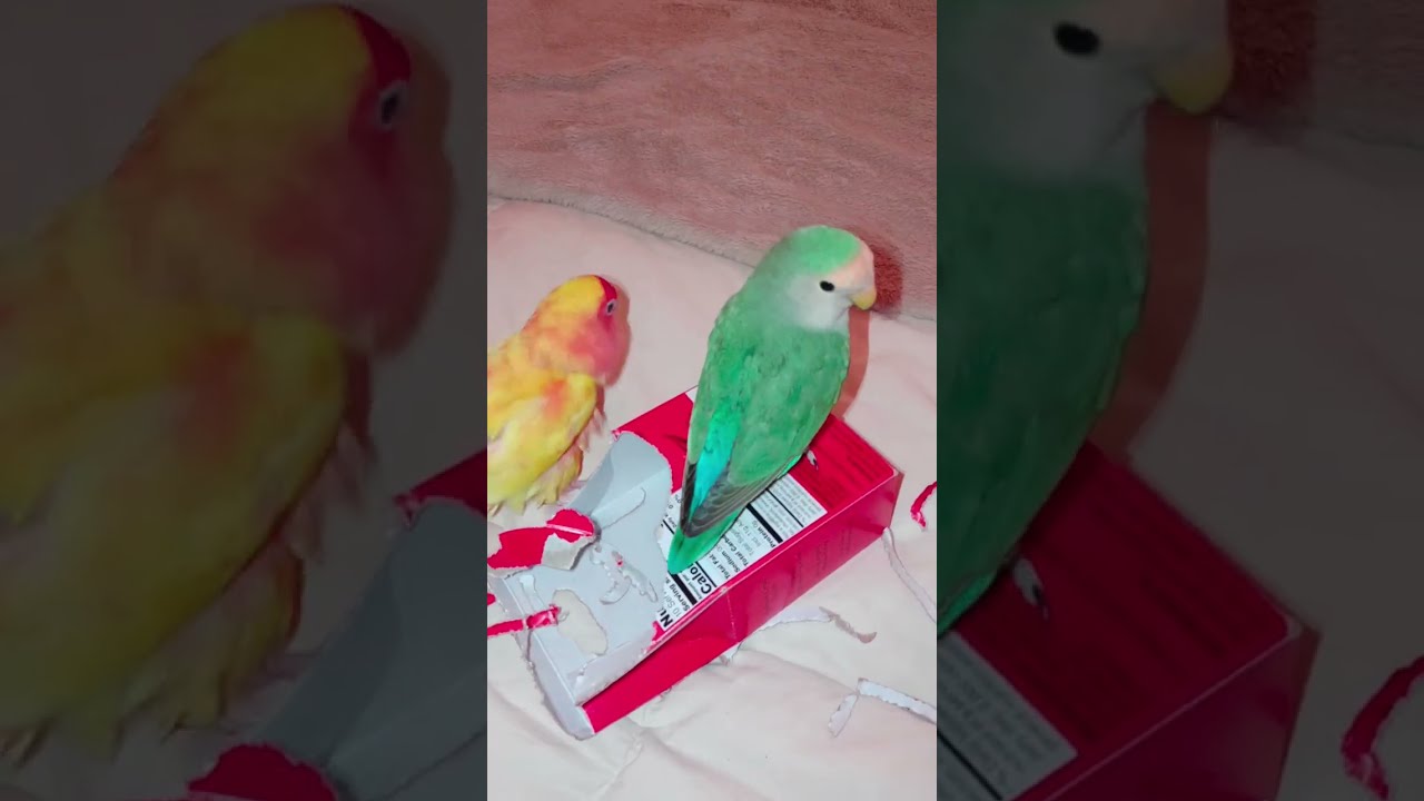 Want to see what two happy lovebirds looks like? #birds #cuteanimals #lovebirds
