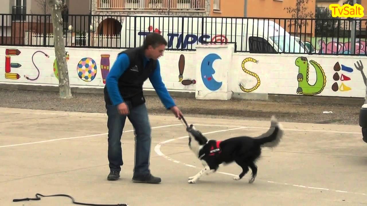 Demostració Brigades Canines a l'escola Les Deveses de Salt