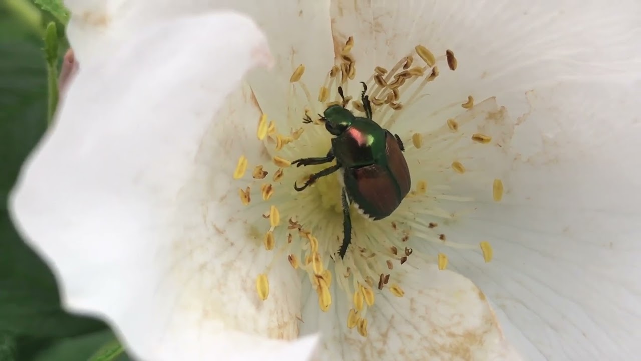 Beetle on flower #beetle #flowers #flower #pollination #pollinating