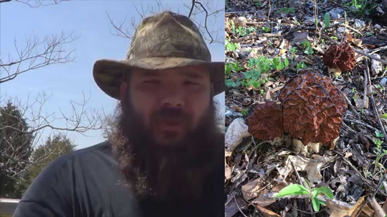 False Morels: My Thoughts