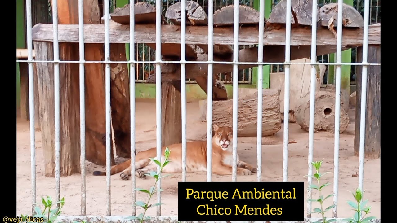 PARQUE AMBIENTAL CHICO MENDES - O que fazer em Rio Branco? Mais de 200 animais em 57 hectares