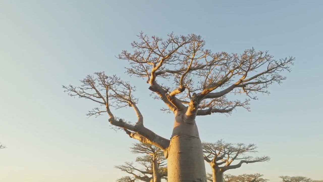 Africa&rsquo;s most loved tree The Baobab Tree , #thebaobabtree, #africa