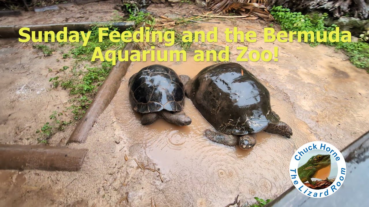 Feeding the garage-kept reptiles and a brief visit to the Bermuda Aquarium and Zoo!