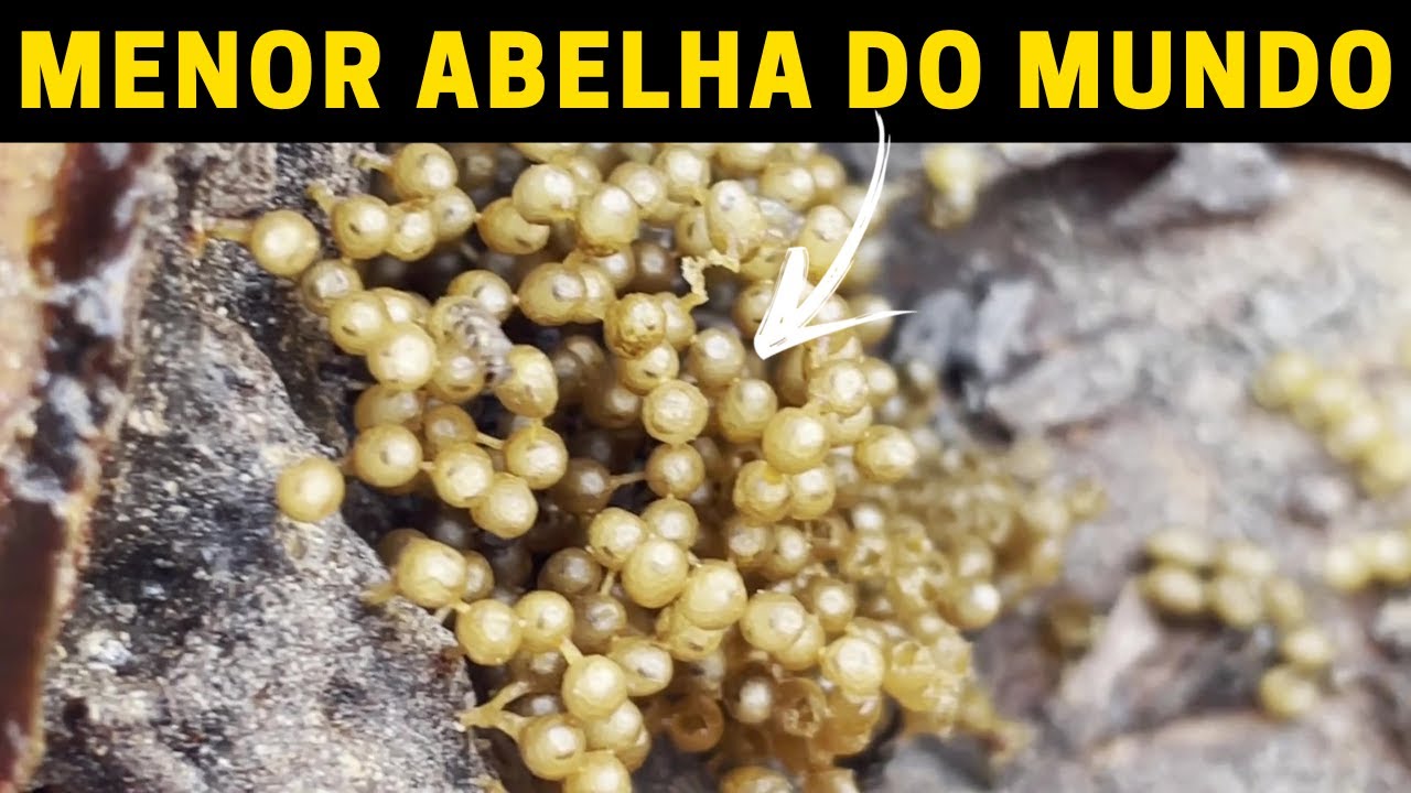 Mudando a MENOR abelha do MUNDO de colmeia! Abelha Lambe-olhos (Trigonisca sp)