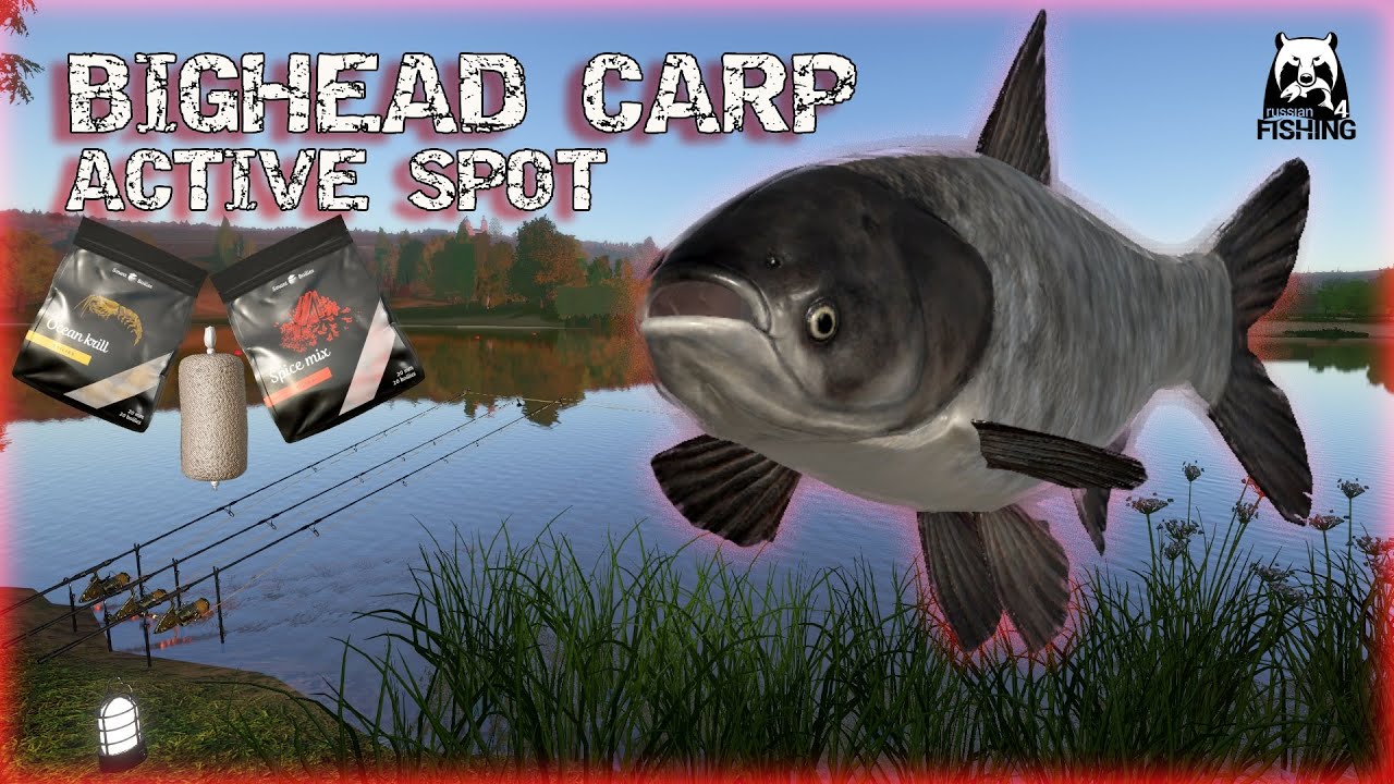 Russian Fishing 4 RF4 SURA RIVER | ACTIVE SPOT | WHERE TO FISH BIGHEAD CARP