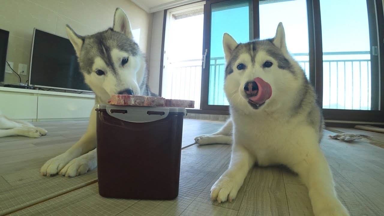 양목뼈 먹방하는 시베리안 허스키들(Siberian husky)