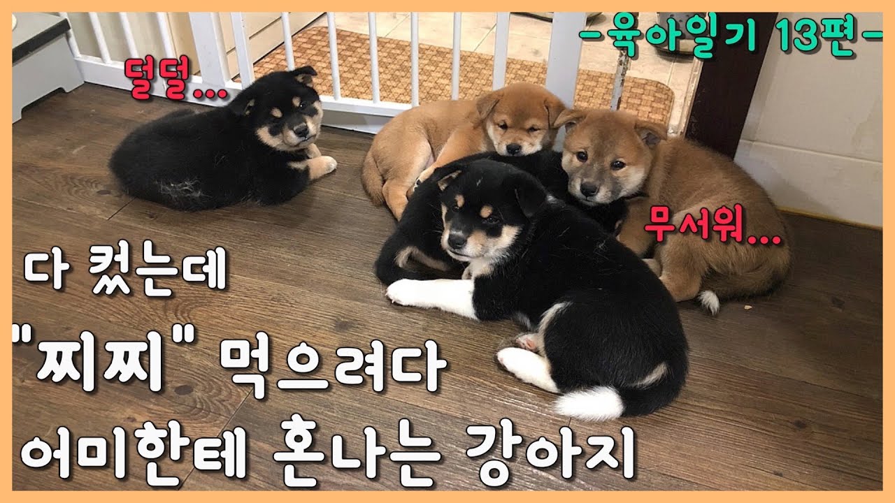 모유 먹으려다 어미한테 혼나는 강아지 / EP.18 강아지 육아일기 13편 / 시바견쯔카유 / 시바견미쓰리