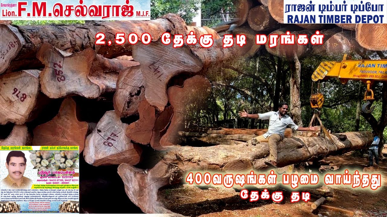 2500க்கு  தேக்கு தடி மரங்களா? | PREMIUM TEAK WOOD | RAJAN TIMBER DEPOT #thekkumaramsales #teakwood