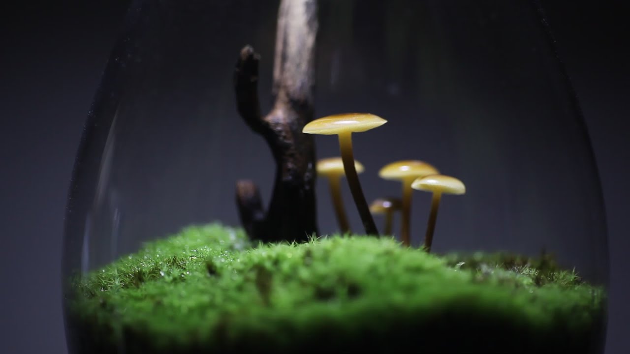Making a Mushroom Terrarium "Mushrooms in Teardrop"