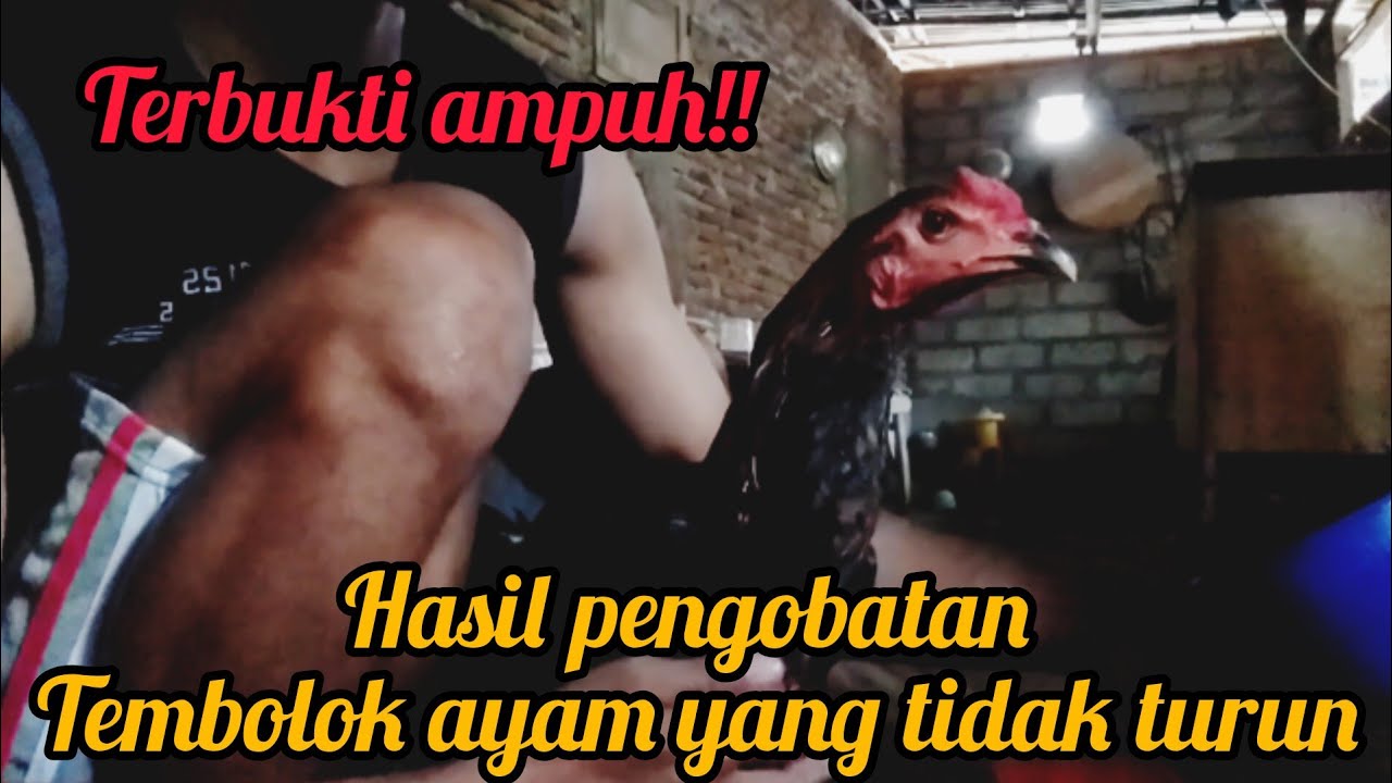 mengobati tembolok ayam tidak turun PART 2