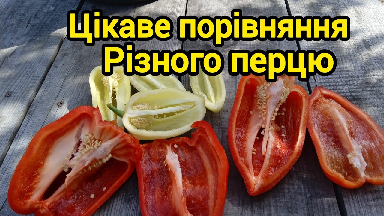 Перець Геркулес,цікаве порівняння 